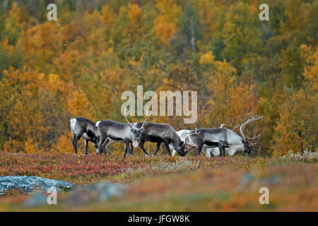 Europa, Schweden, Lappland, Norrbotten, Nationalpark Stora Sjöfallet, Rentiere, Stockfoto