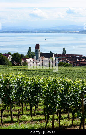 Blick auf Weinberge und Hagnau, Wilhelmshöhe, Bodensee, Baden-Württemberg, Deutschland Stockfoto