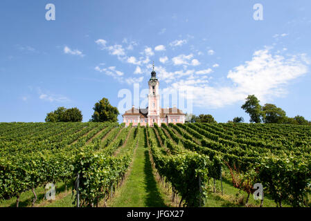 Kloster Birnau, Münster, Weinberg, Lake Constance, Baden-Württemberg, Deutschland Stockfoto