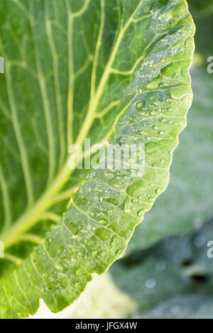 Kohl, Weißkohl im Feld, Tautropfen, Radolfzell, Lake Constance, Underlake, Baden-Wurttemberg, Deutschland Stockfoto