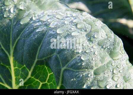 Kohl, Weißkohl im Feld, Tautropfen, Radolfzell, Lake Constance, Underlake, Baden-Wurttemberg, Deutschland Stockfoto