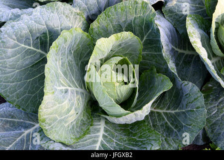 Kohl, Weißkohl im See Feld, Radolfzell, Konstanz, Underlake, Baden-Wurttemberg, Deutschland Stockfoto