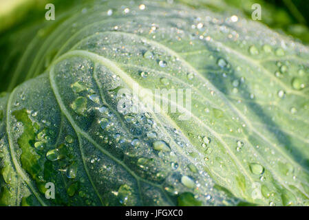 Kohl, Weißkohl im Feld, Tautropfen, Radolfzell, Lake Constance, Underlake, Baden-Wurttemberg, Deutschland Stockfoto