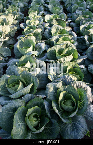 Kohl, Weißkohl im See Feld, Radolfzell, Konstanz, Underlake, Baden-Wurttemberg, Deutschland Stockfoto