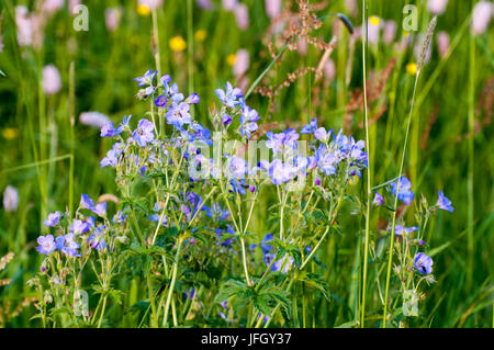 Blumenwiese, Naturschutzgebiet am Hoherodskopf, Vogelsberg, Hessen, Deutschland Stockfoto