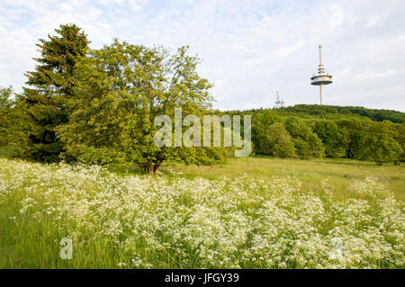 Hoherodskopf, Vogelsberg, Hessen, Deutschland Stockfoto