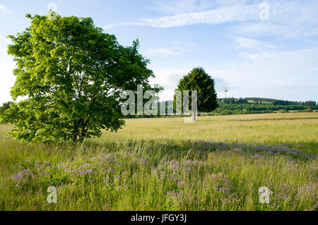 Hoherodskopf, Vogelsberg, Hessen, Deutschland Stockfoto