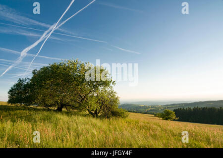 Naturschutzgebiet, Kondensation Trail, Hoherodskopf, Vogelsberg, Hessen, Deutschland Stockfoto