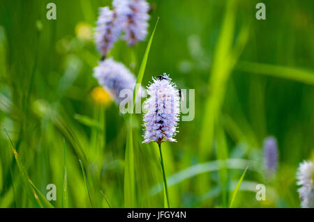 Blumenwiese, Naturschutzgebiet am Hoherodskopf, Vogelsberg, Hessen, Deutschland Stockfoto