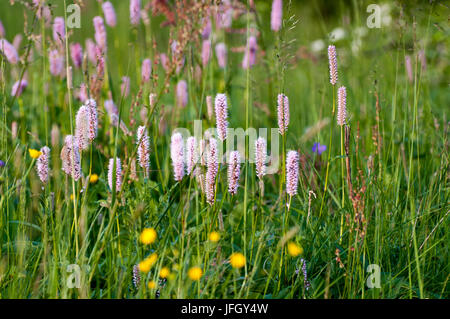 Blumenwiese, Naturschutzgebiet am Hoherodskopf, Vogelsberg, Hessen, Deutschland Stockfoto