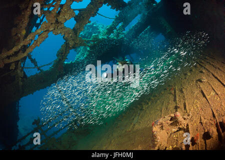Taucher im Wrack der Umbria, outsideate Riff, das Rote Meer, Sudan Stockfoto