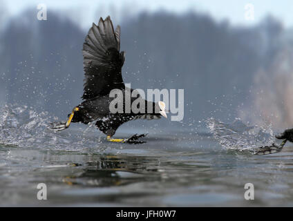 Blässhuhn, Blässhuhn, Fulica Atra, läuft auf dem Wasser Stockfoto