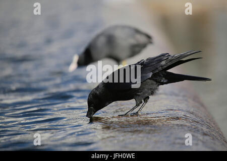 Carrinon Krähe, Aas-Krähe, Corvus Corone, trinkt Wasser Stockfoto