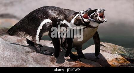 Humboldt Pinguine, Spheniscus Humboldti mit dem Lockruf Stockfoto