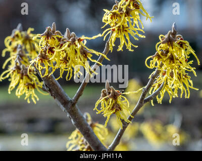 Blüten der magische Nuss, Hamamelis intermedia Stockfoto