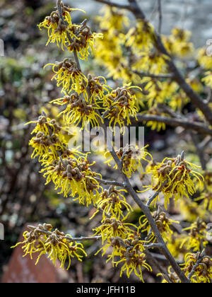 Blüten der magische Nuss, Hamamelis intermedia Stockfoto