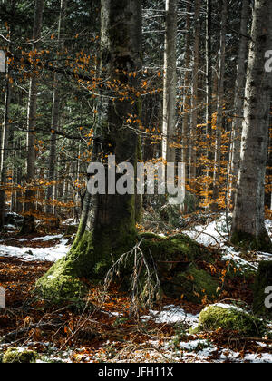 Schnee-Reste in einem Mischwald in den Frühling, Bayern, Deutschland, Europa Stockfoto