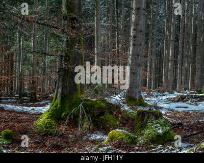 Schnee-Reste in einem Mischwald in den Frühling, Bayern, Deutschland, Europa Stockfoto