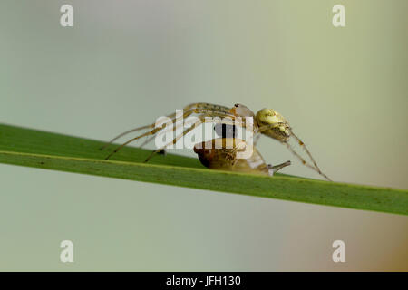 lange-jawed Spinne, Tetragnatha Extensa über Kabinett escargot Stockfoto