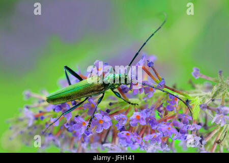 Moschus-Käfer, Aromia Moschata auf blaue Blume Stockfoto