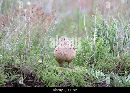 Fasan Huhn, Fasan, Phasianus Colchicus, Stockfoto