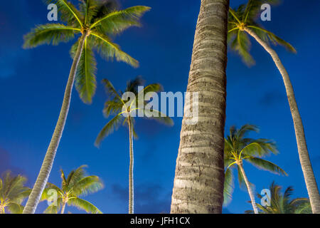 Palmen in der Nacht am Strand von Bo Phut Beach, Insel Ko Samui, Thailand, Asien Stockfoto