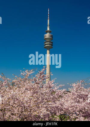 Blühende Kirschbäume im Olympiapark in München, Bayern, Deutschland, Europa Stockfoto