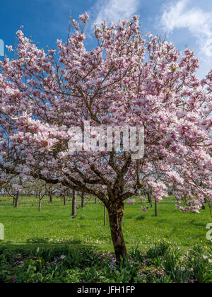 Blühende Magnolie, Tulpen-Magnolie (Magnolia) in der Burg Garten Schloss Dachau, Upper Bavaria, Bavaria, Germany, Europe Stockfoto