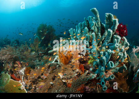 Anthias in den Coral reef, Pseudanthias Huchtii, Raja Ampat, West Papua, Indonesien Stockfoto