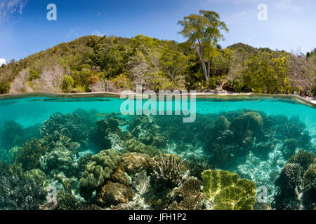 Korallen in den Untiefen, Raja Ampat, West Papua, Indonesien Stockfoto