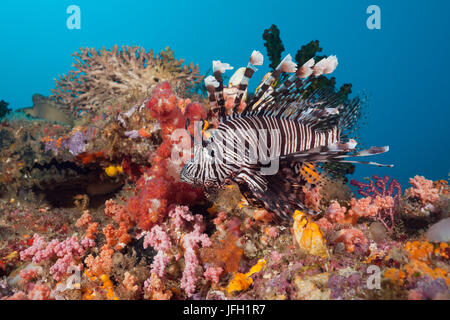Roter Löwe Fische im Riff, Pterois Volitans, Raja Ampat, West Papua, Indonesien Stockfoto