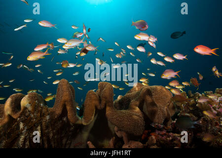 Anthias im Korallenriff, Pseudanthias Huchtii, Ambon, den Molukken, Indonesien Stockfoto