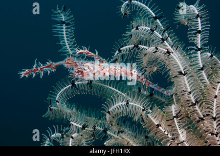 Harlekin-Geist Pfeife Fisch, Solenostomus Paradoxus, Ambon, den Molukken, Indonesien Stockfoto