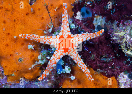 Rote Netz Seestern Fromia Monilis, Ambon, den Molukken, Indonesien Stockfoto