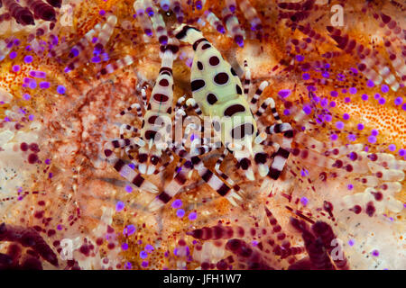 Coleman auf Feuer Seeigel, Periclimenes Colemani, Ambon, den Molukken, Indonesien Stockfoto