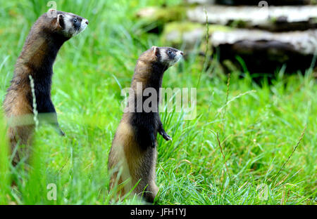 Iltissen, Wiese, Stockfoto