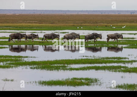 Kenia, Kajiado County, Amboseli Nationalpark, Gnu (Connochaetes) Stockfoto