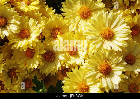 Gelbe Blumen Stockfoto