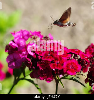 Taube Schwanz im Flug Stockfoto