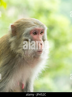 Makaken-Affen im Wald in Zhangjiajie Nationalpark Hunan China. Stockfoto