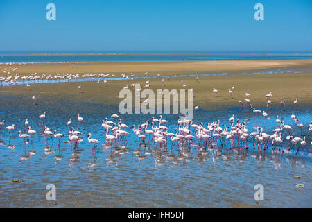 Herde von Flamingos in Walvis Bay, Namibia Stockfoto