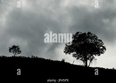Ein alten Baum breitet seine Zweige an einem Land-Hang Stockfoto