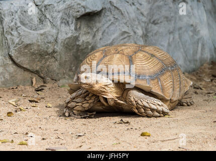 Schildkröte zu Fuß auf den Boden Stockfoto