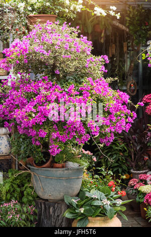 Bougainvillea Busch mit blühenden leuchtend rosa Blüten in Topf Stockfoto