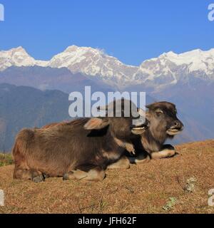 Plaudern Wasserbüffel Babys Stockfoto