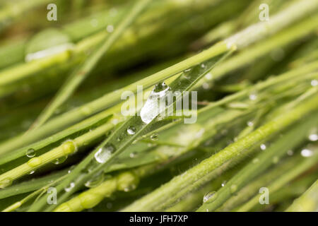 Wassertropfen auf Grashalm Stockfoto