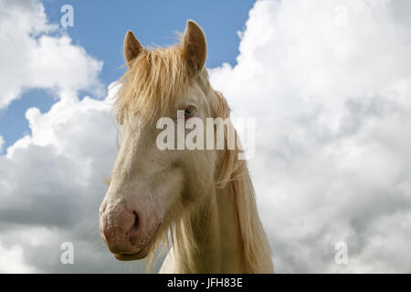 Tinker Cremello portrait Stockfoto
