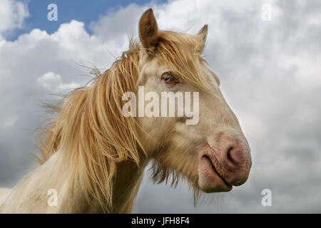 Tinker Cremello portrait Stockfoto