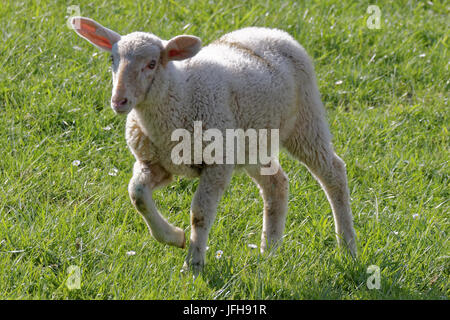 Mit Lamm Stockfoto