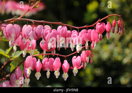 Dicentra Spectabilis, Tränendes Herz Stockfoto